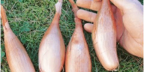 Šalotka: korisna svojstva, kako se kuva, upotreba u kuvanju, ukus